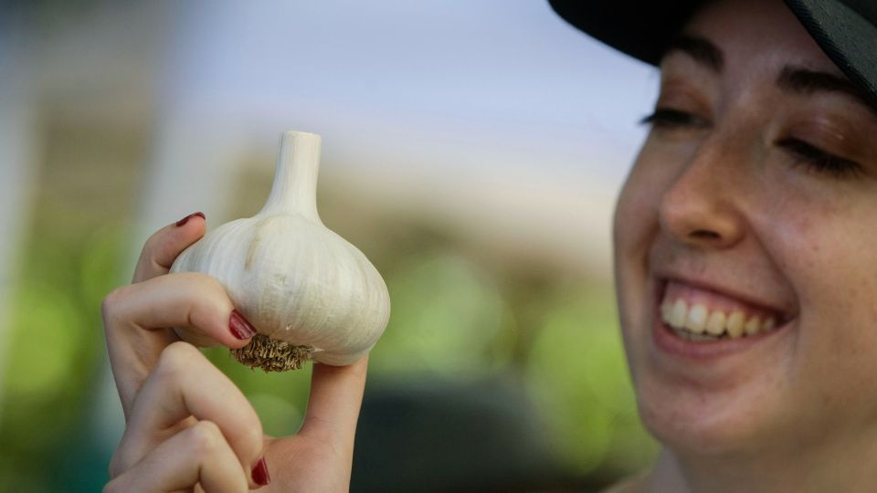 Эти три ошибки испортят урожай: пара хитростей для посадки вкусного чеснока