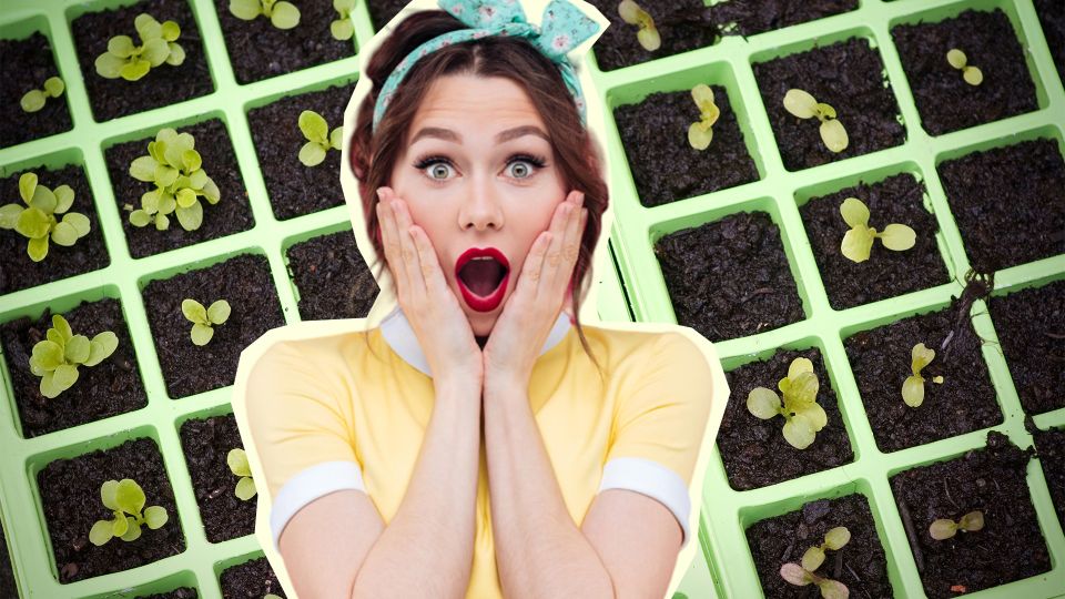 Примите меры, если заметили это в емкости с рассадой: иначе останетесь без урожая