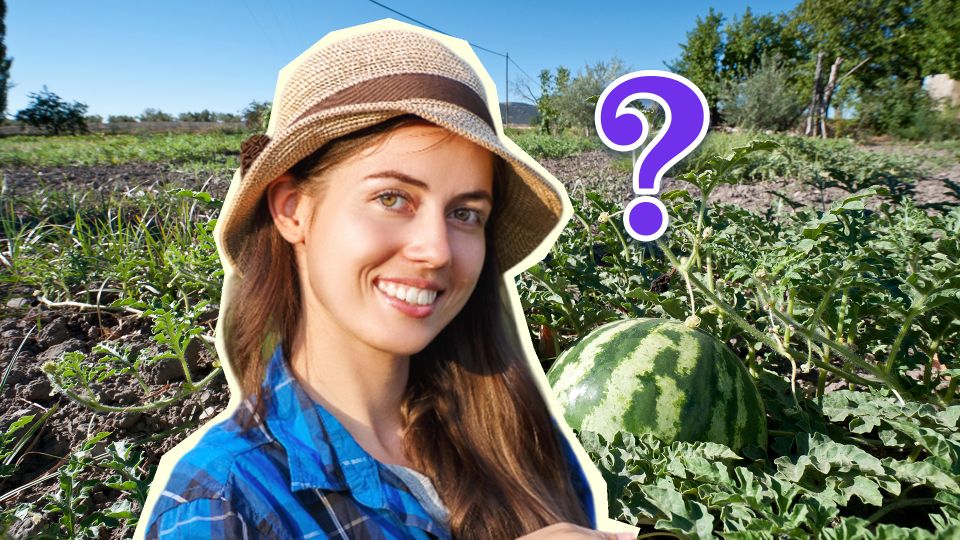 Успейте посадить рядом с арбузами вот что: обе культуры попрут как на дрожжах