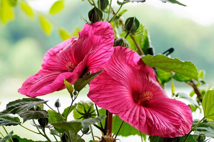 Цветы, приносящие удачу: три растения, которые украсят ваш дом в Новый год