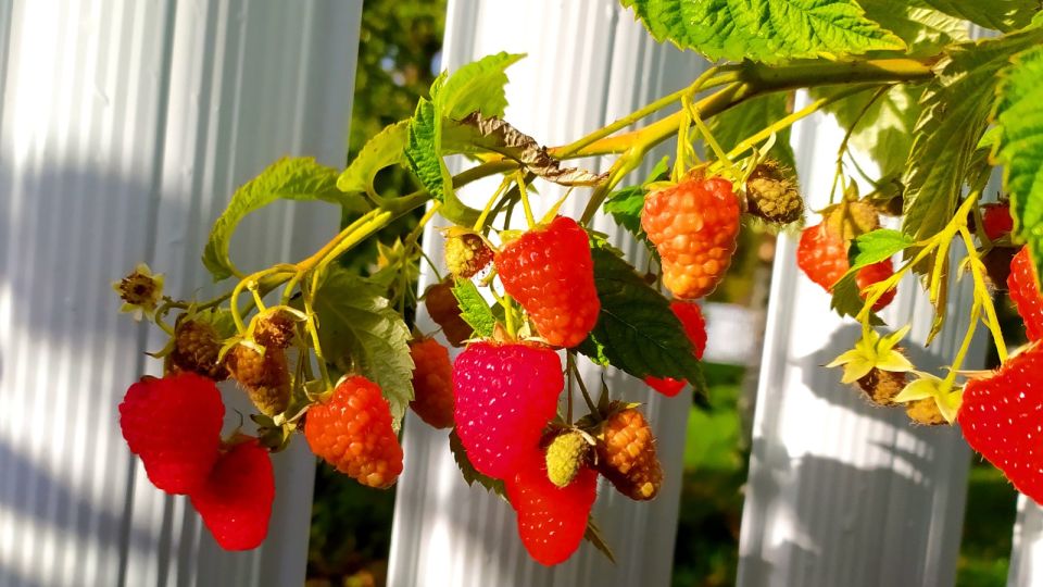 Малина будет размером с перепелиное яйцо: просто закопайте под нее этот мусор