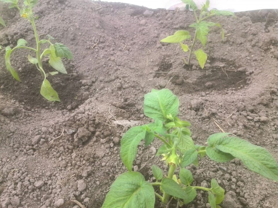 Эффективная посадка томатов: оптимальные расстояния для детерминантных сортов