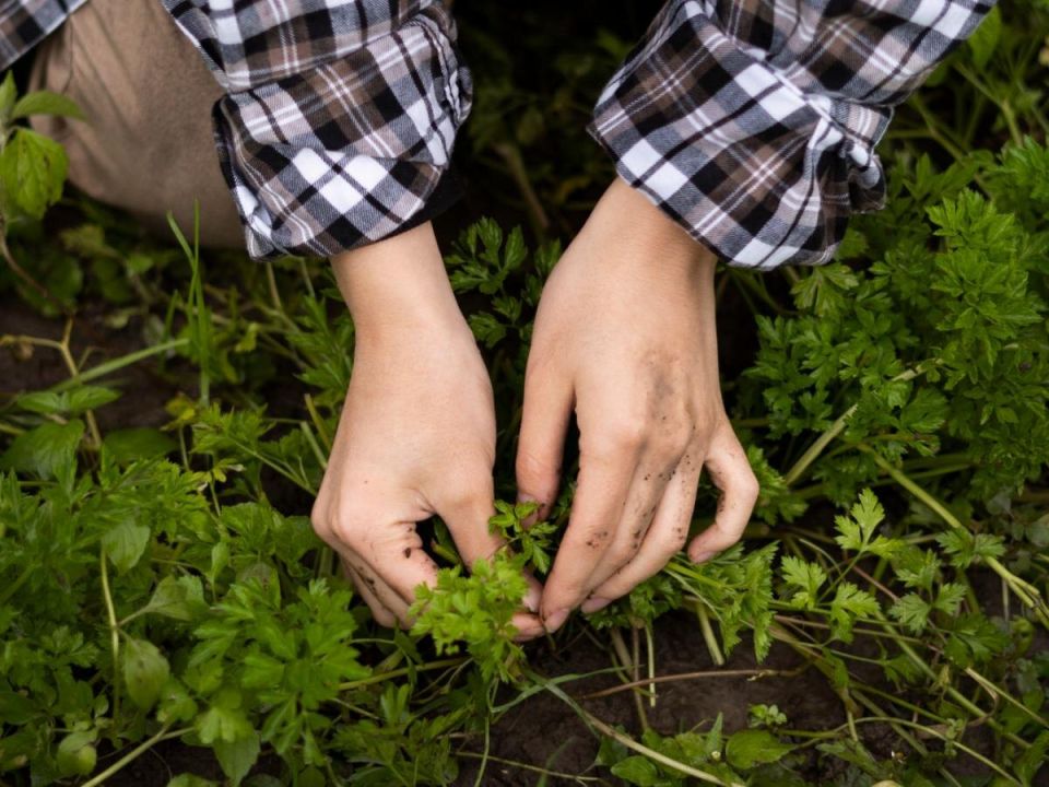 Соседи по грядкам: кто из сорняков может стать вашим другом