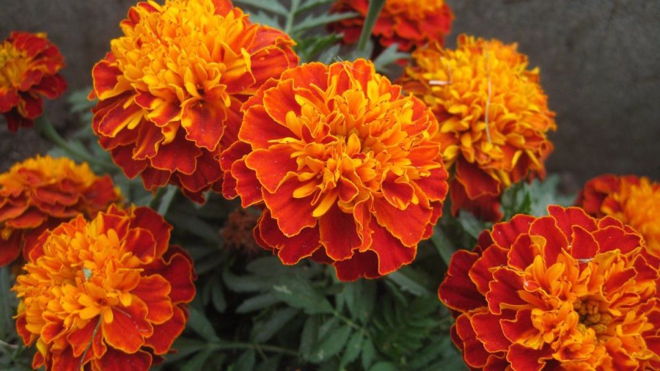 Открывая тайны бархатцев: их невероятные свойства для здоровья и сада