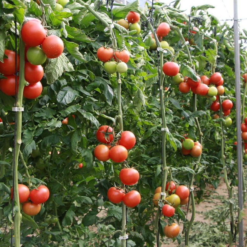 Секрет сладости домашнего урожая: как пищевая сода изменит ваши помидоры