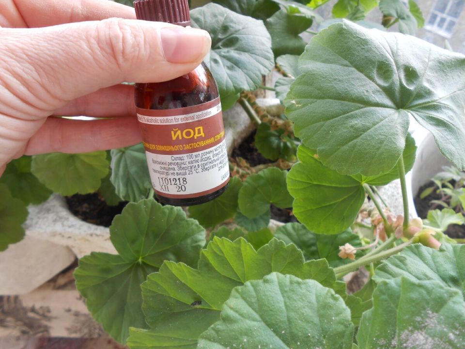 Как йод может преобразить ваши комнатные растения: эффективные советы и рекомендации