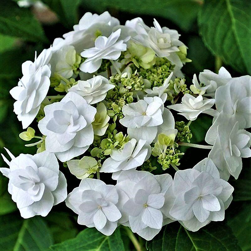 Невестин букет в вашем саду: ремонтантая гортензия Doppio Bianco на пике популярности