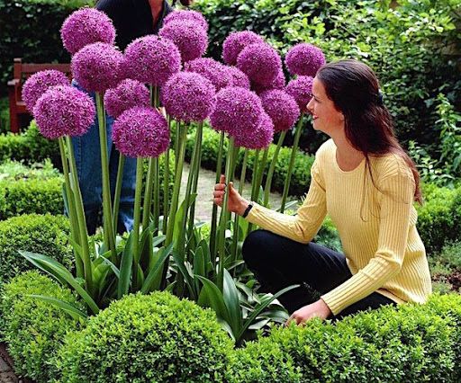 Вторая жизнь порея: удивительное цветение и новый подход к садоводству