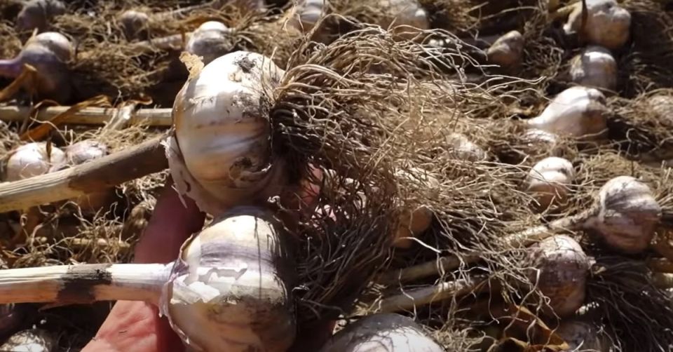 Когда пора убирать чеснок: секреты успешного сбора урожая