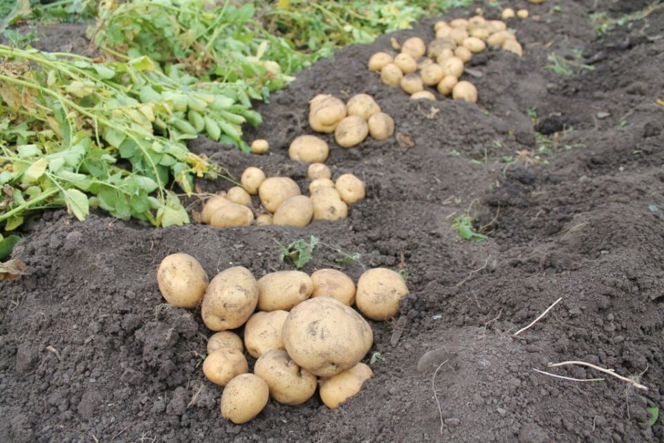 Второй урожай: что посадить после раннего картофеля