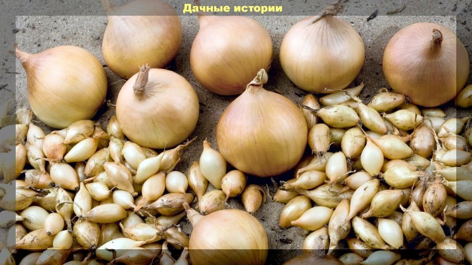 ������ ������� �������� ������� ����-�����