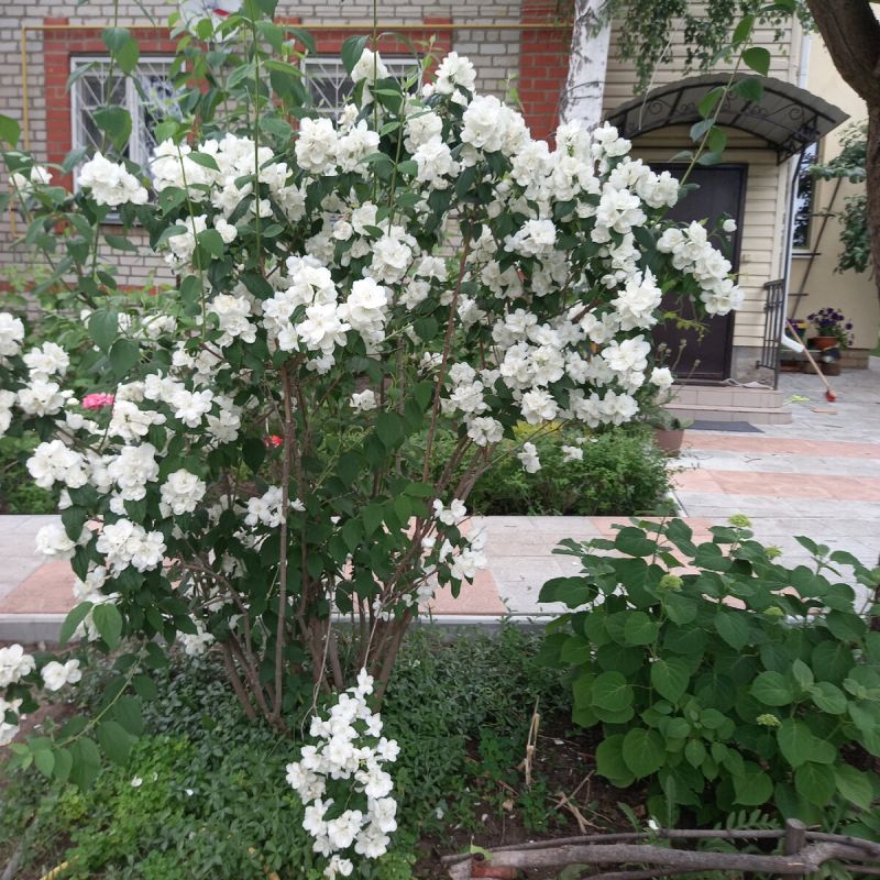 Как защитить сад ранней весной: секреты эффективной обработки