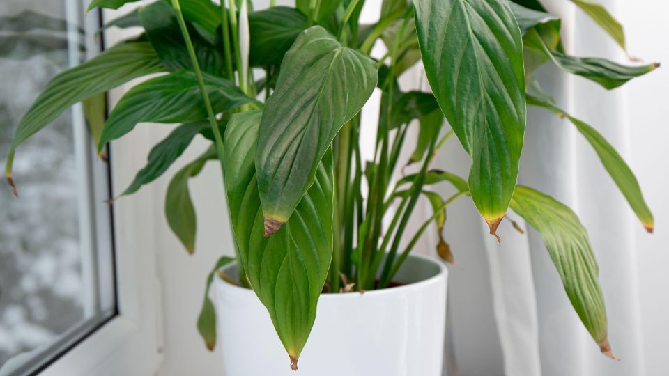 ��� ��������� ������ ��� ��������� ����� ������� ��������� �����: ��������� ������ ������