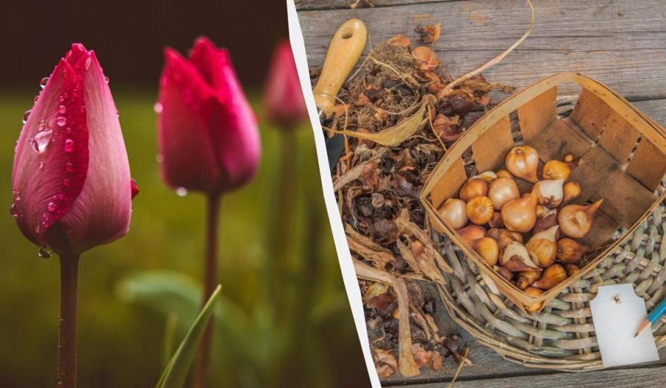 ������� ����� �� ���������� ����� ��������: ������ �� ���������