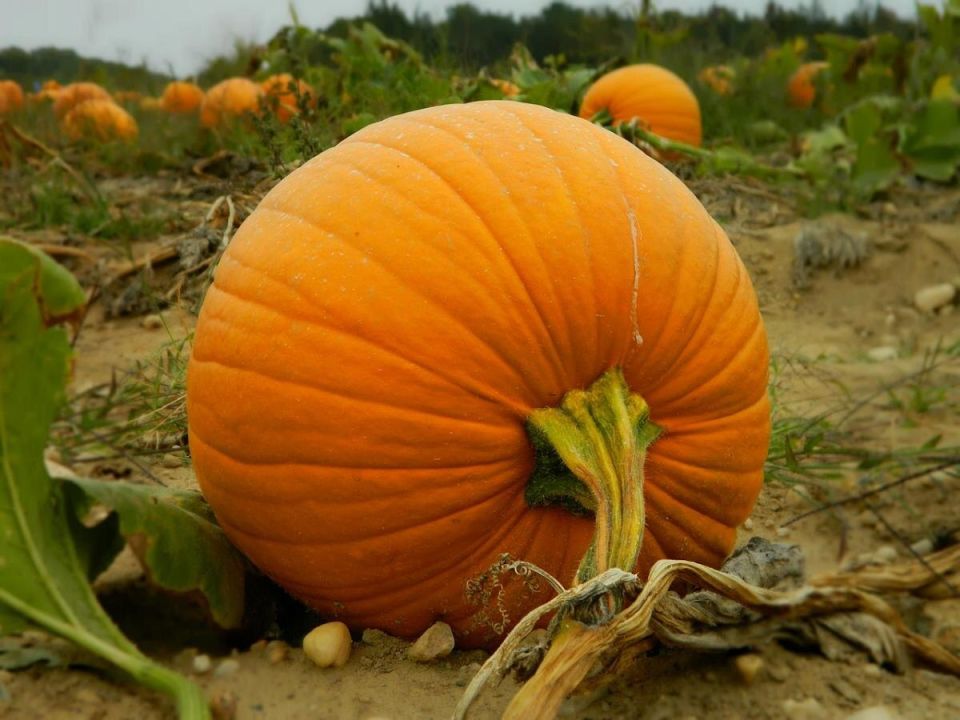 ��� �������� ����� �� �����: ������ ��� ���������� ���������