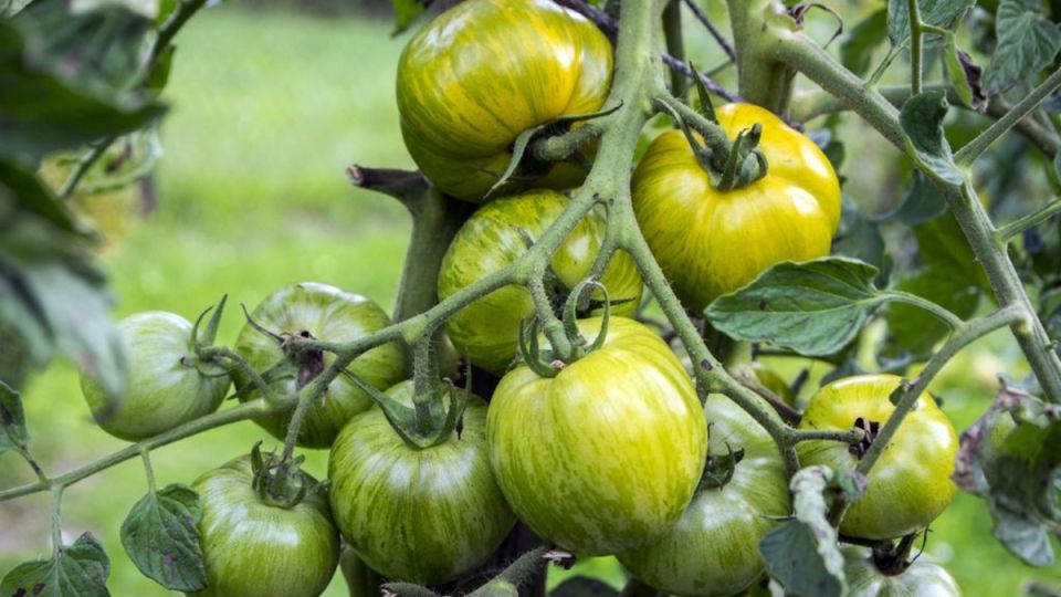 Томаты с экзотическим вкусом: сорта, которые удивят даже в холодное лето