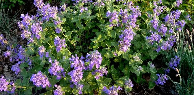 Почему котовник – обязательный гость вашего сада