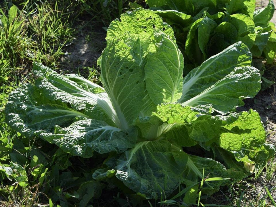 ������� ��������� ����������� ��������� �������