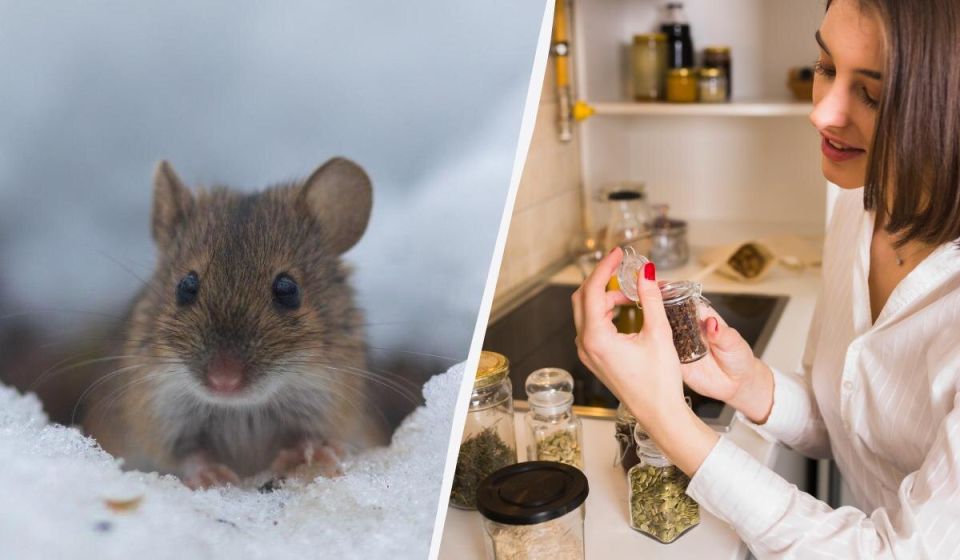 Как избавиться от крыс в саду зимой: народные советы без крючков и ядов