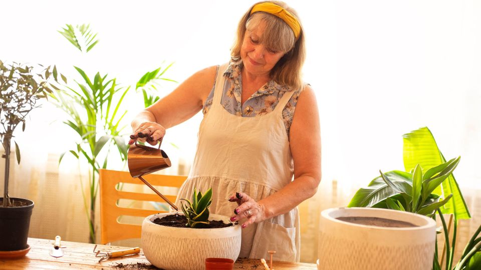 Вот зачем цветоводы кладут этот продукт в комнатные растения: вам тоже пригодится