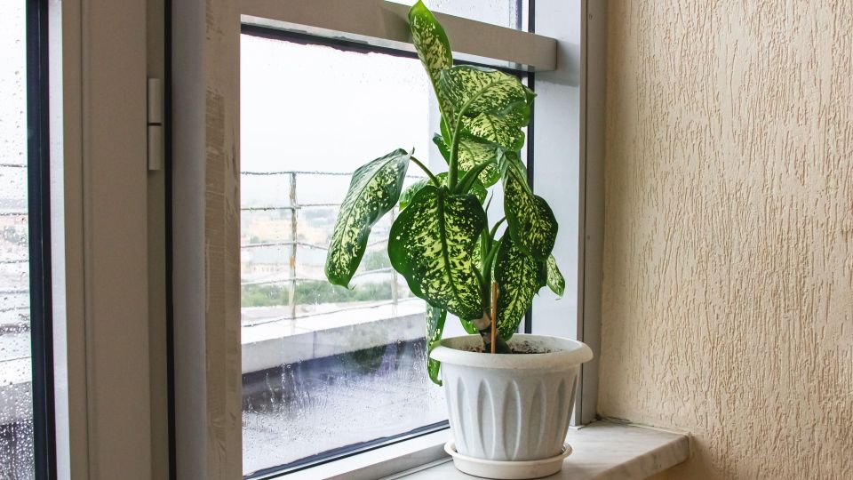 ����������� �� ������� ��� ������: ��� ������, ��� �� �������� ������