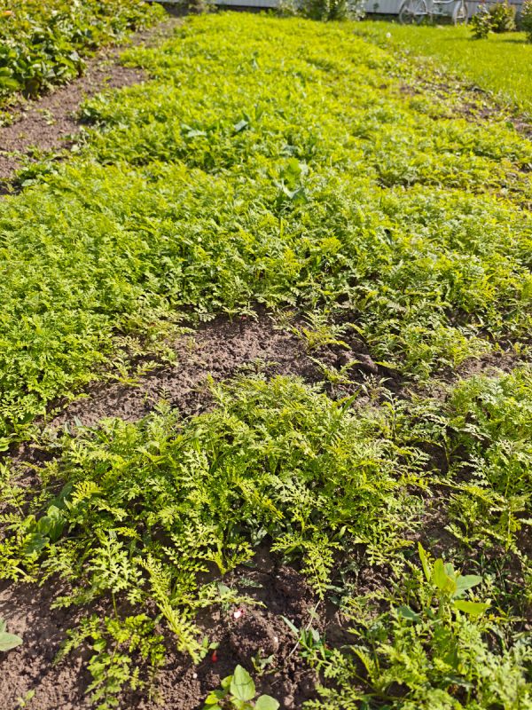 Уборка томатов: как оконфузить с урожаем сезона