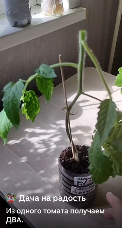 ��������� ��������� �����: ��� ���������� ������� �������� ���������� ��������� ������