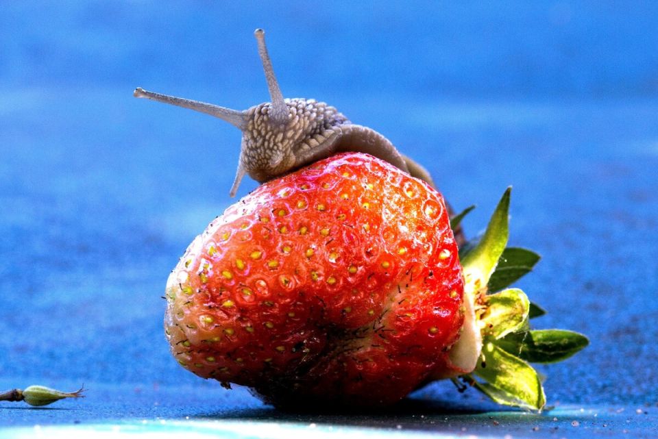 ��� �������� ������� �� ����� �������: �������� ������ � ��������