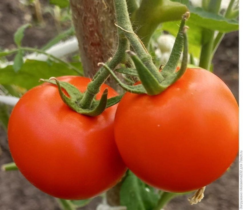 ����� ������ �������: ������� �� ������ � ����� ����