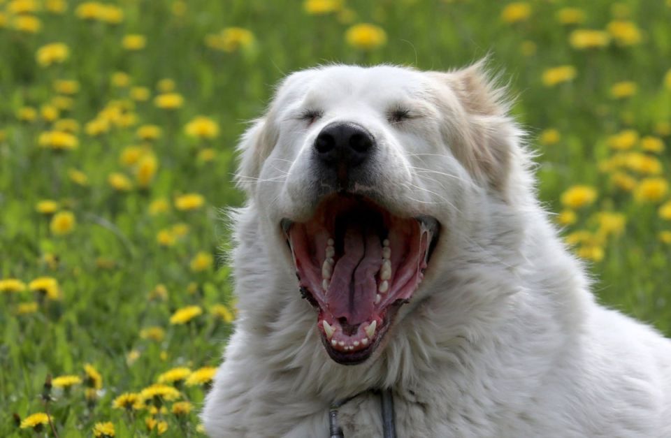 ��������������� ���������: �������� �� ����������� �������� � ������ �����������