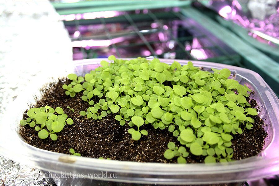 ����������� ������ ������� ������ �����