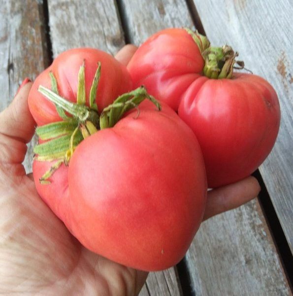 ����� �����������: ��� ��������� ��������� ����� � �������� ������