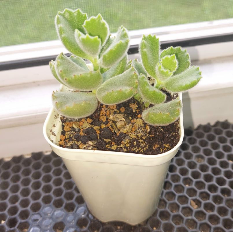 ���������� ��� �����������