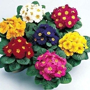 �������: ������� ����������� � ������� �� ����� � ����� ����