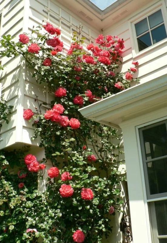 ��� �������� ���� ���� � ����� � ������� ���������� ��������