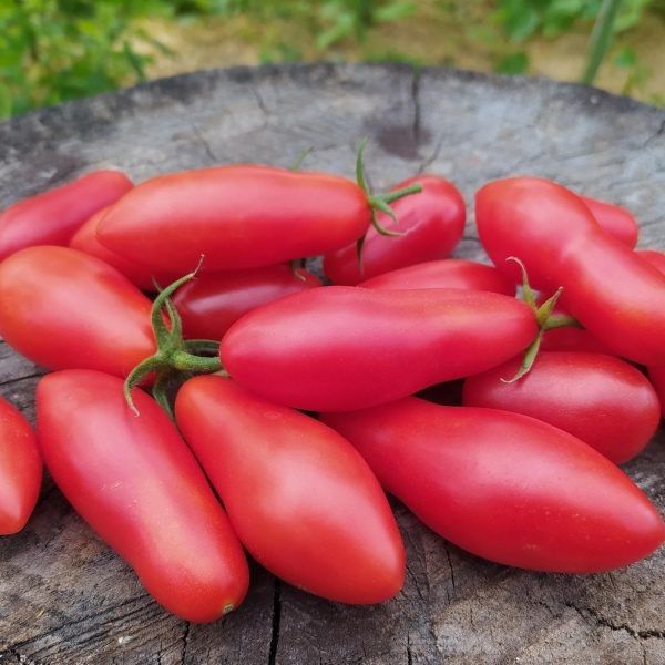 Томат Тегусигальпа: уникальный сорт с богатым вкусом и высокой урожайностью