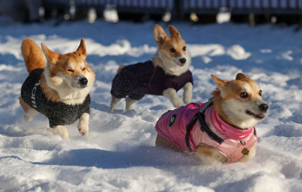 В России обсуждают передачу контроля за содержанием животных МВД