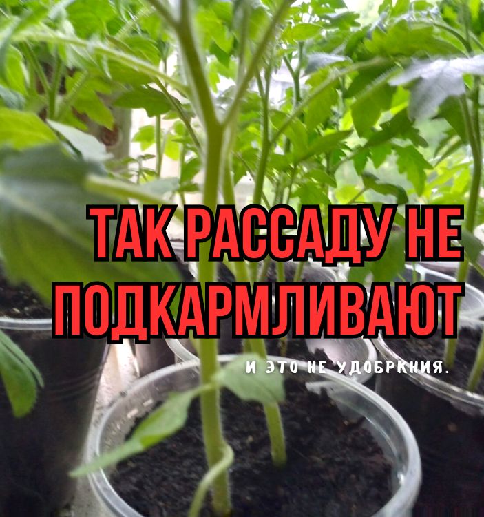 Не все удобрения полезны: три мифа о подкормках для рассады