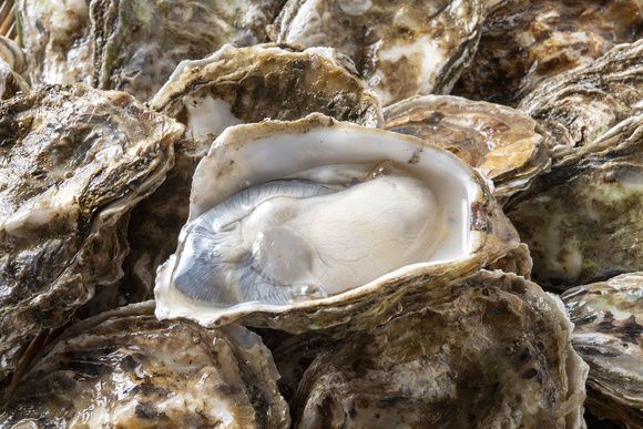 Развенчание мифов: что нужно знать об устрицах