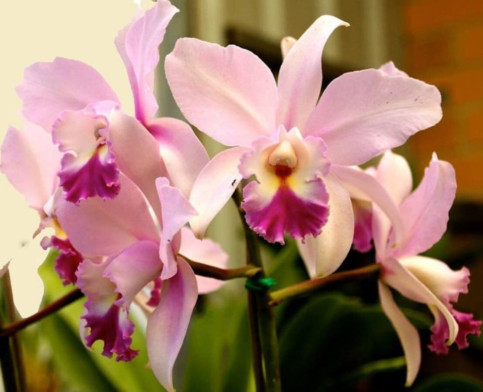 Нежная тропика дома: как правильно выращивать и размножать каттлею