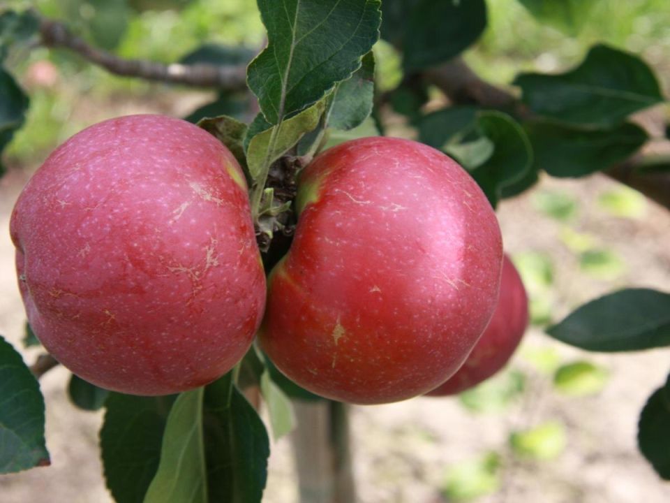 ���� �� ���������� ��������� � ����: ������� ���� ��� �������� ������