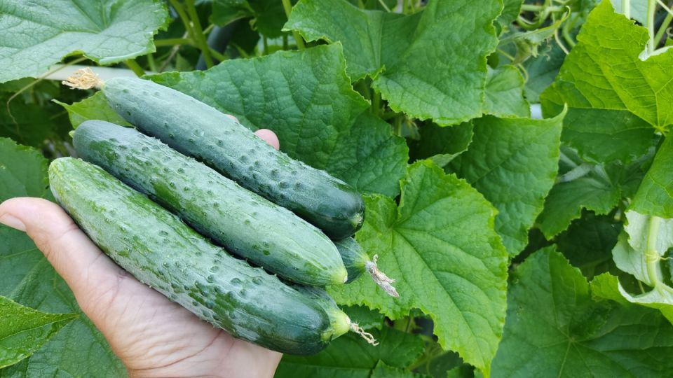 Маринованные огурцы в 3 литровой банке: спокойный домашний рецепт хрустящих заготовок