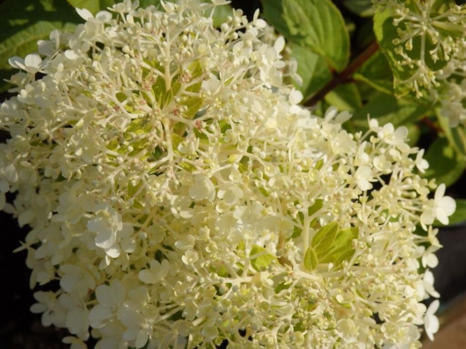 Уход за гортензией осенью и подготовка к зиме: спокойный взгляд на продуманную защиту