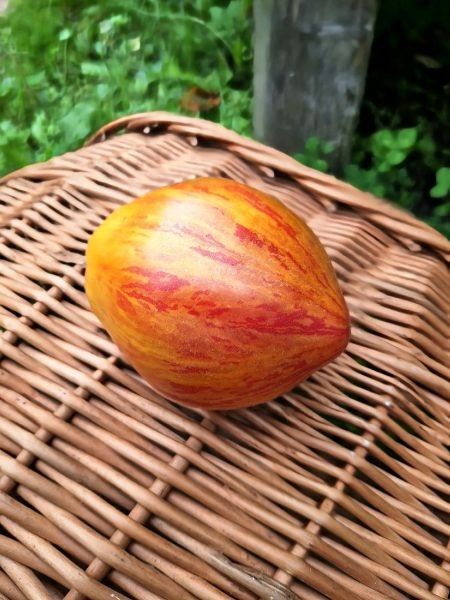 Томат Козула 141: спокойный взгляд на урожай и уход за полосатым красавцем