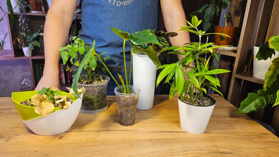 Как я спас пять растений, которые другие выбросили бы на помойку