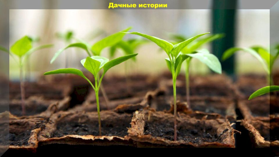 Как сохранить рассада: распространенные ошибки и советы для садоводов