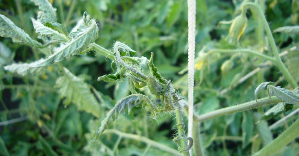 Как защитить ваши томаты от жирования: опыт бабушки