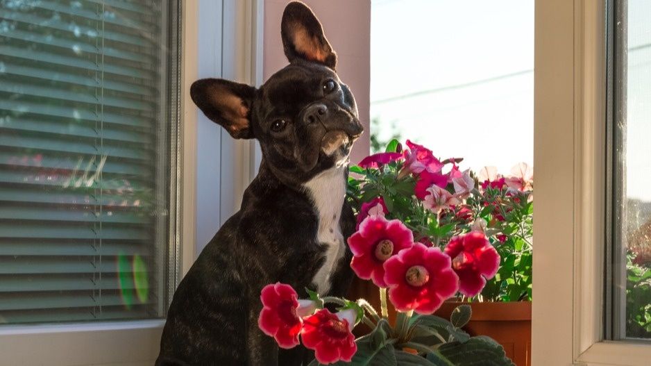 ��� ���������� �� ��������� ����������: ������ ������ �������