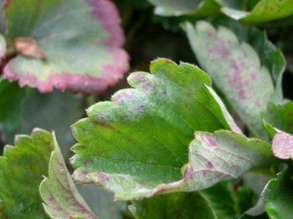 Клубника Ламбада: восхитительный вкус и тонкости ухода