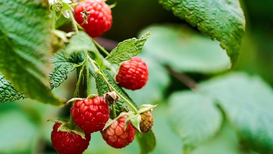 ������� �� ������� ��� ����� � �������: ������ �������� �� ��������� �����